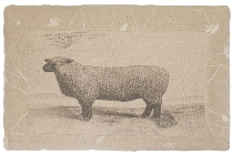 cushion "Sheep", rectangular