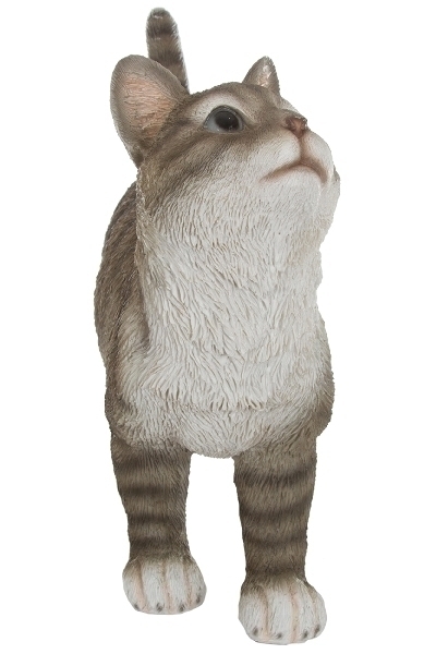 Katze "Liala" grau getigert A